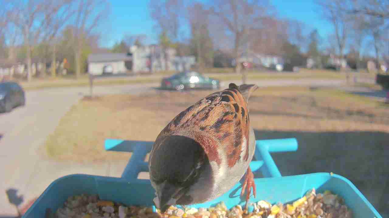 Bird at feeder