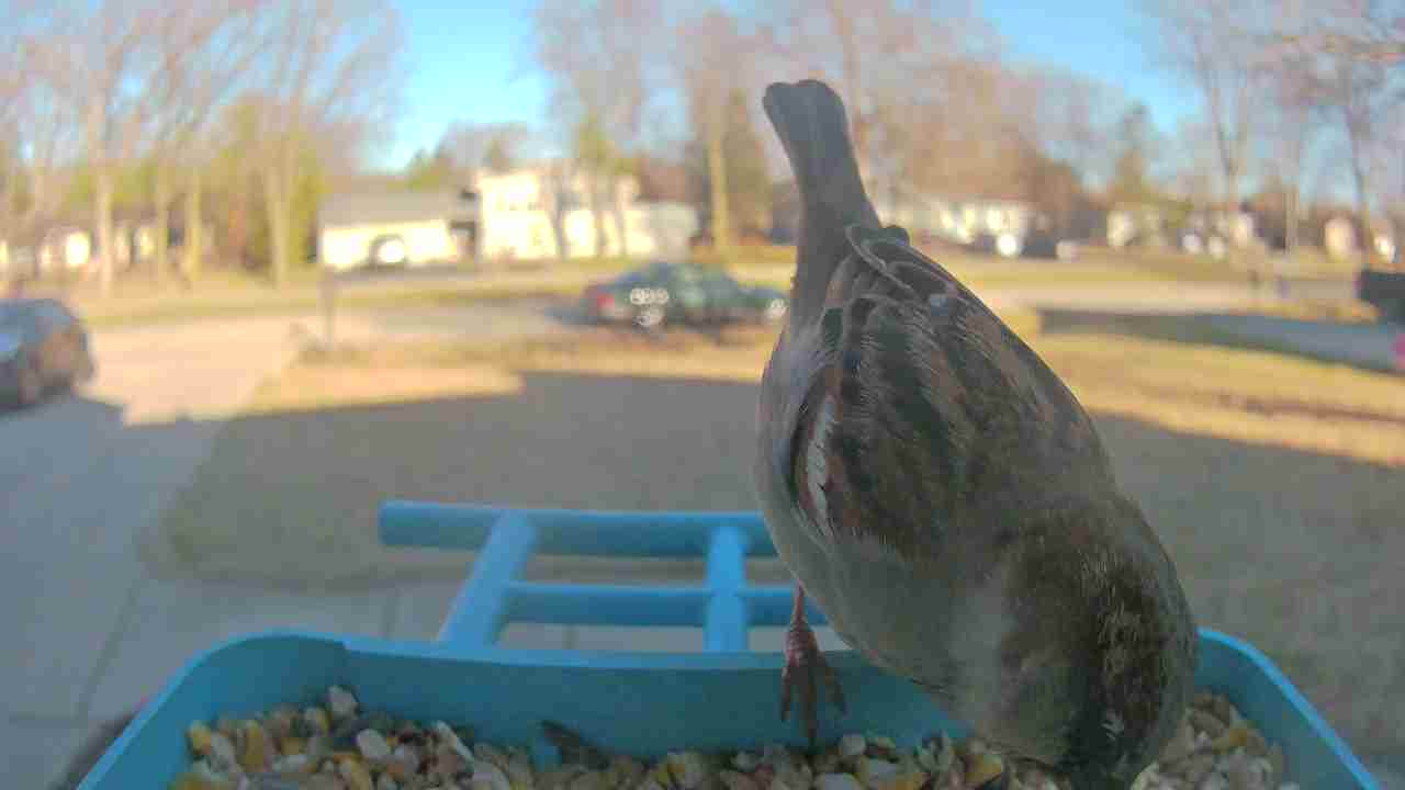 Bird at feeder