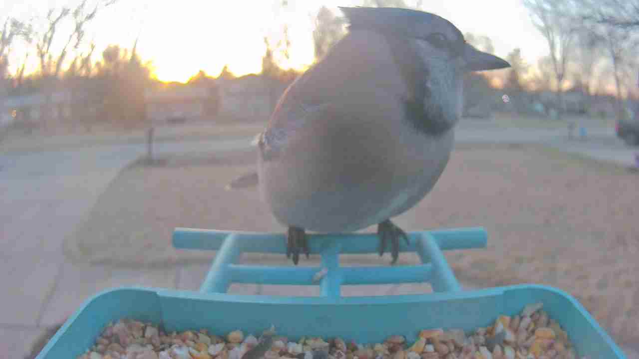 Bird at feeder