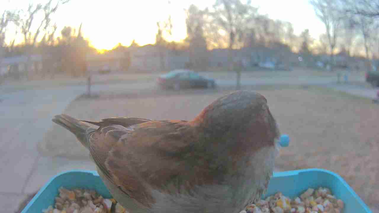 Bird at feeder