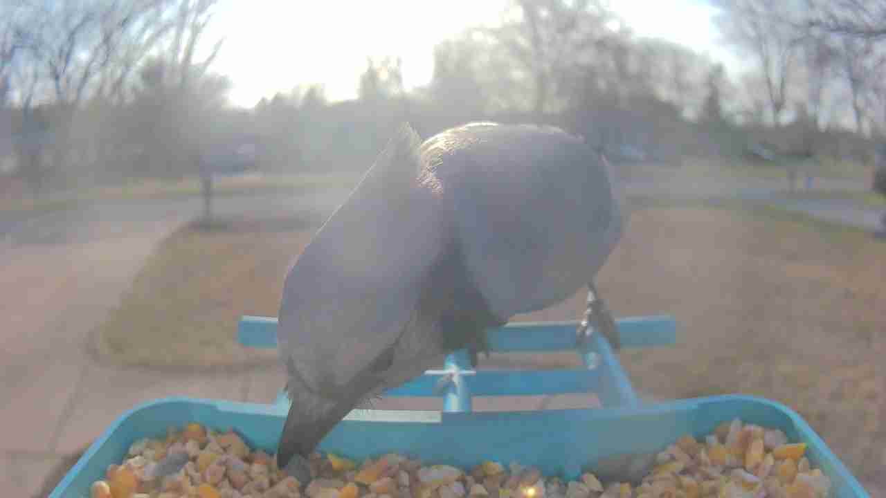 Bird at feeder