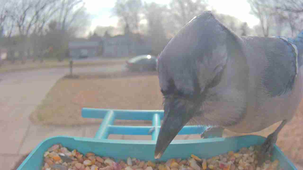 Bird at feeder