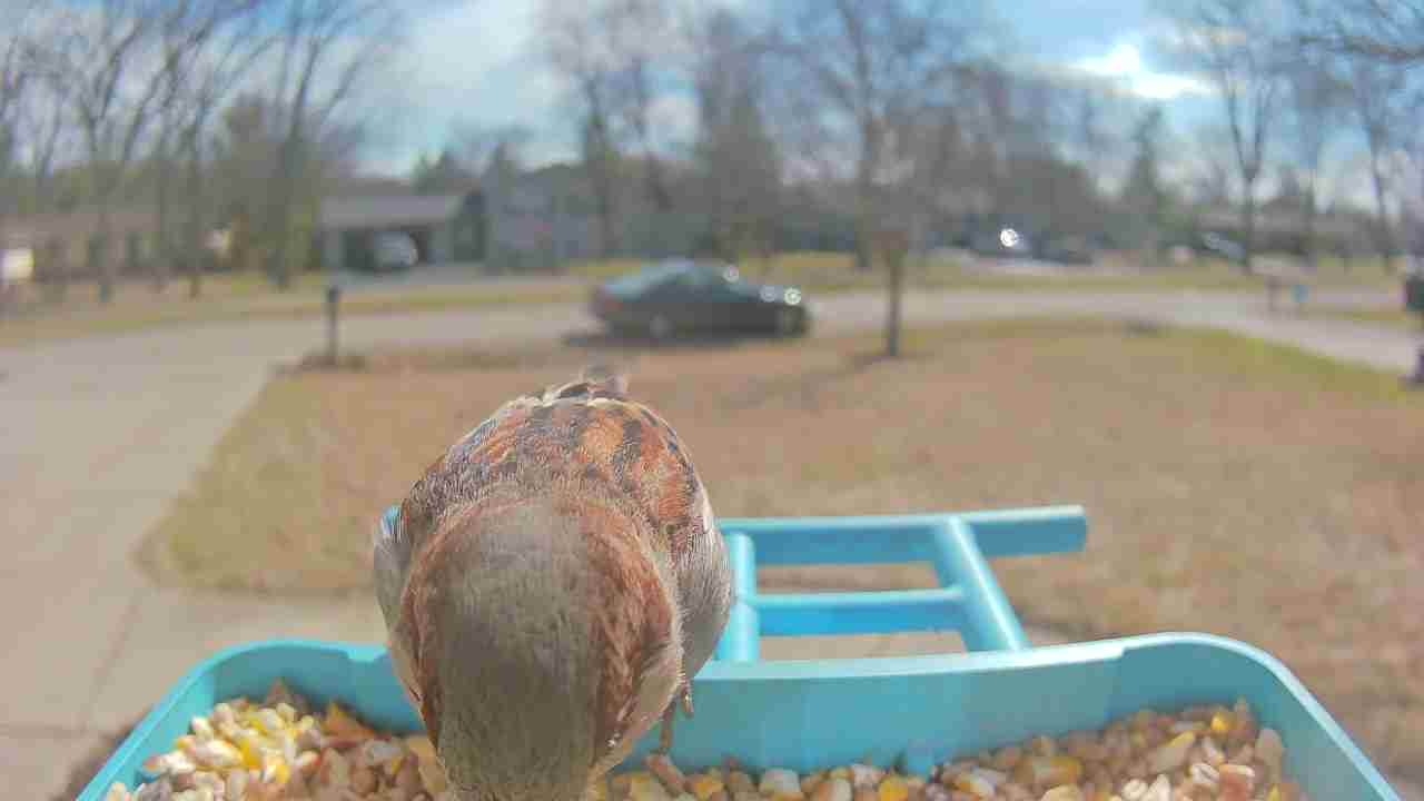 Bird at feeder