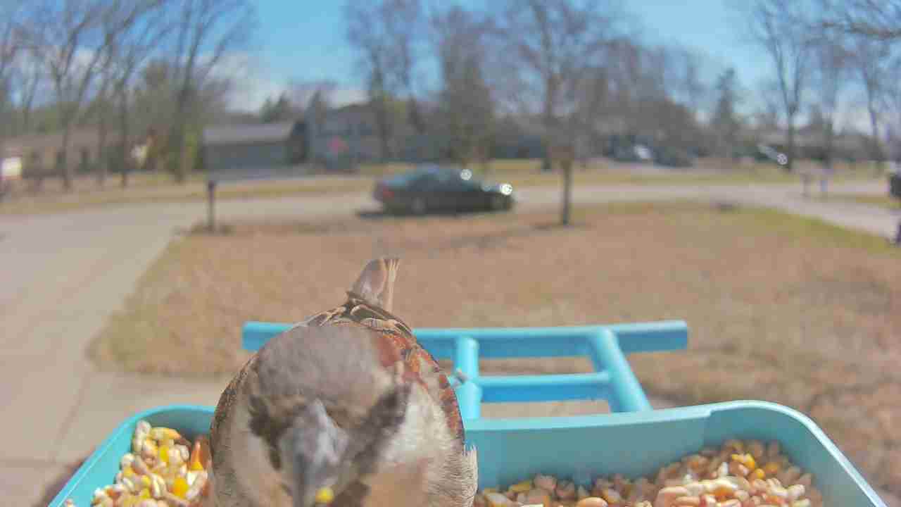 Bird at feeder