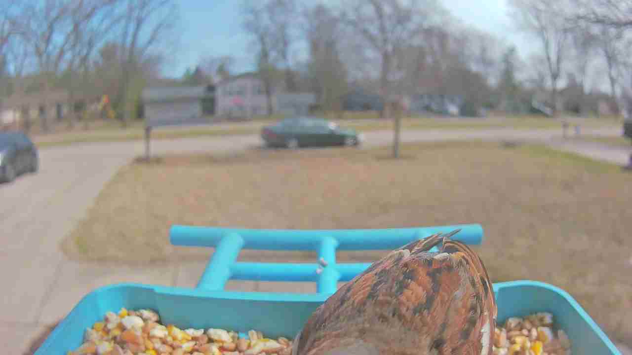 Bird at feeder
