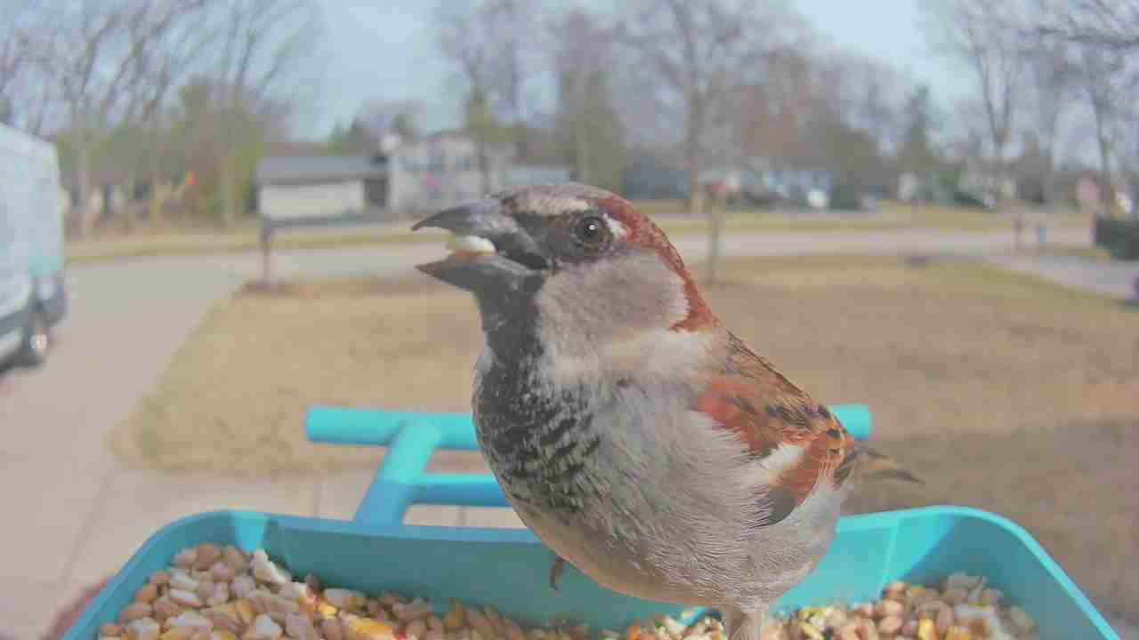 Bird at feeder
