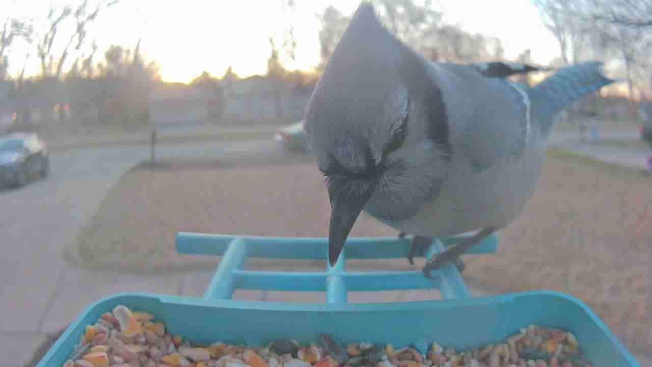 Bird at feeder