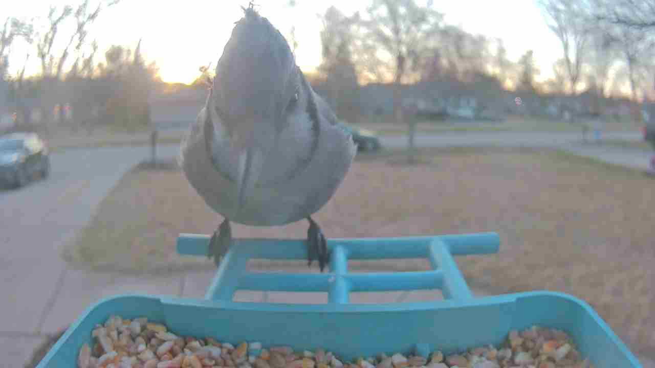 Bird at feeder