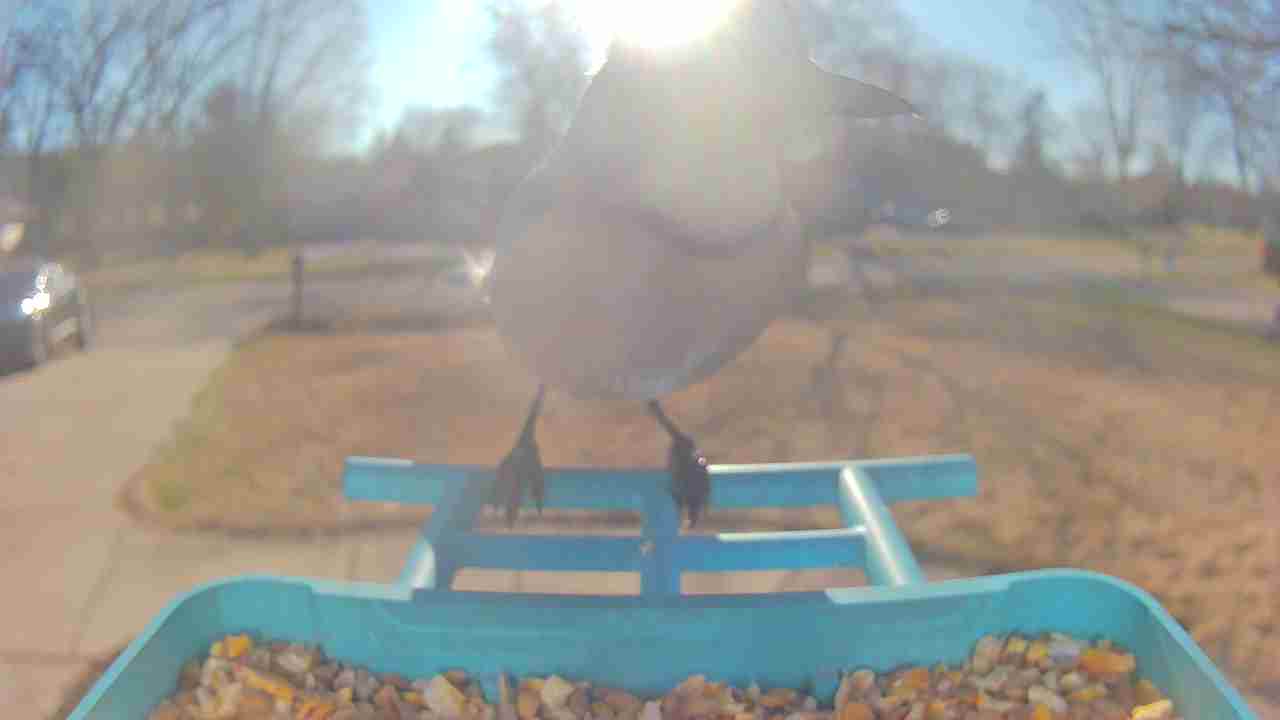 Bird at feeder