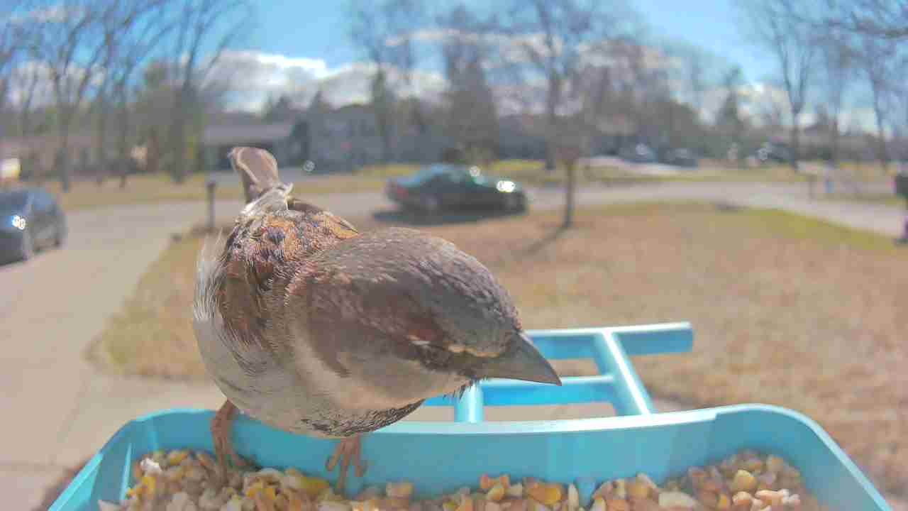 Bird at feeder