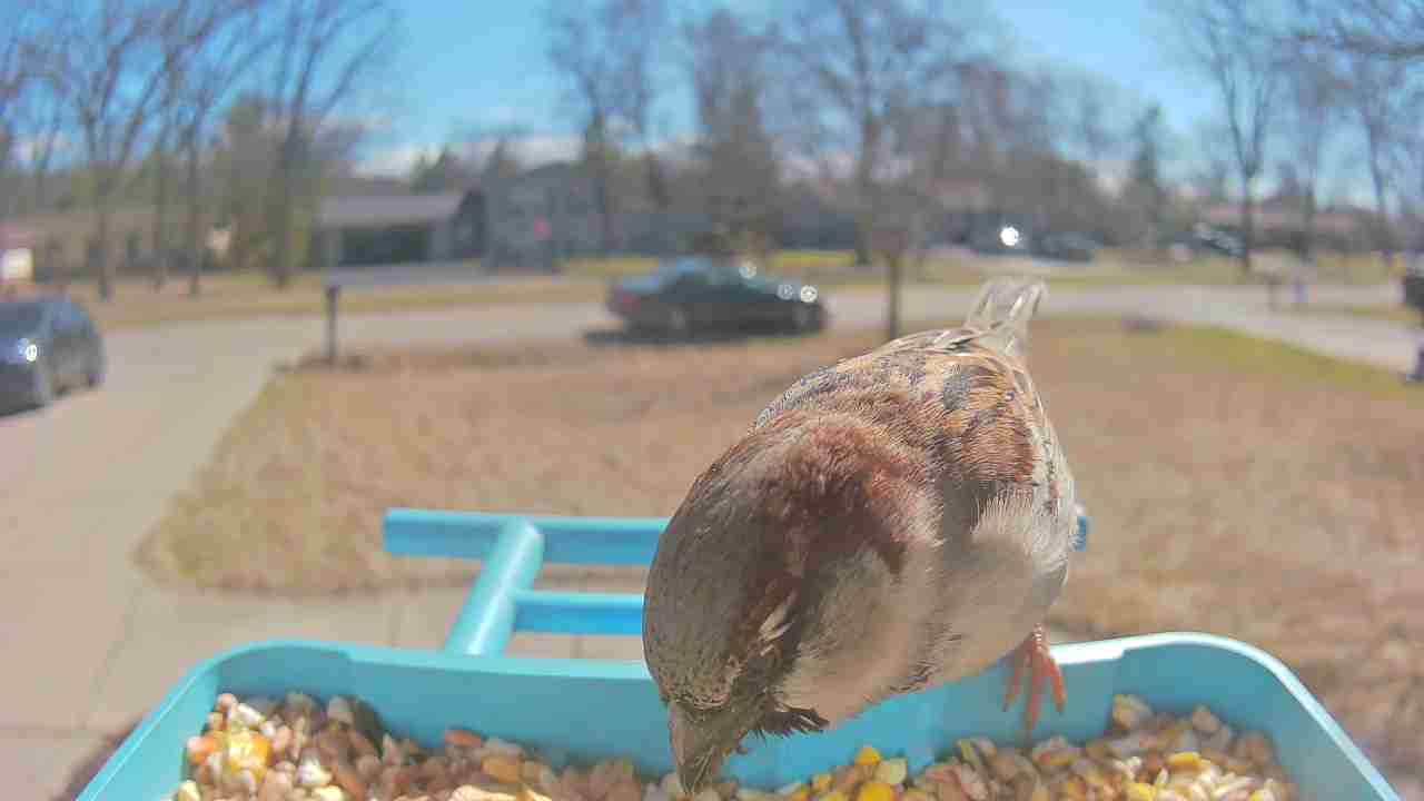 Bird at feeder
