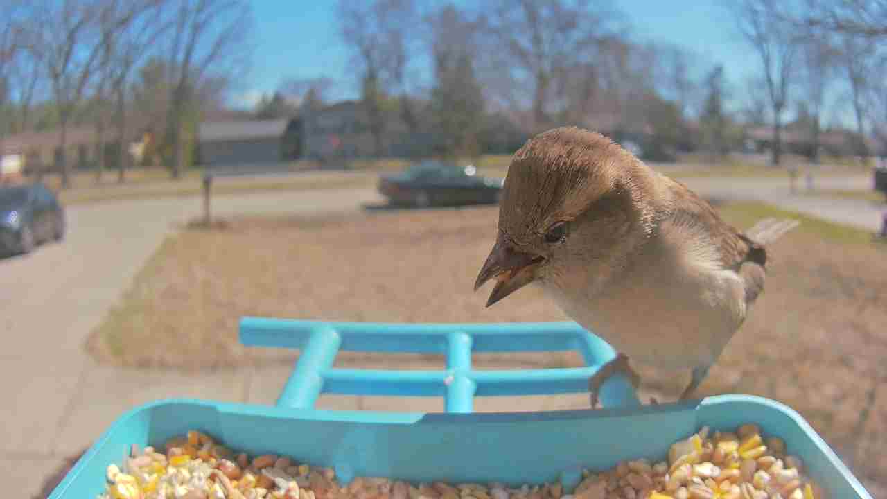 Bird at feeder