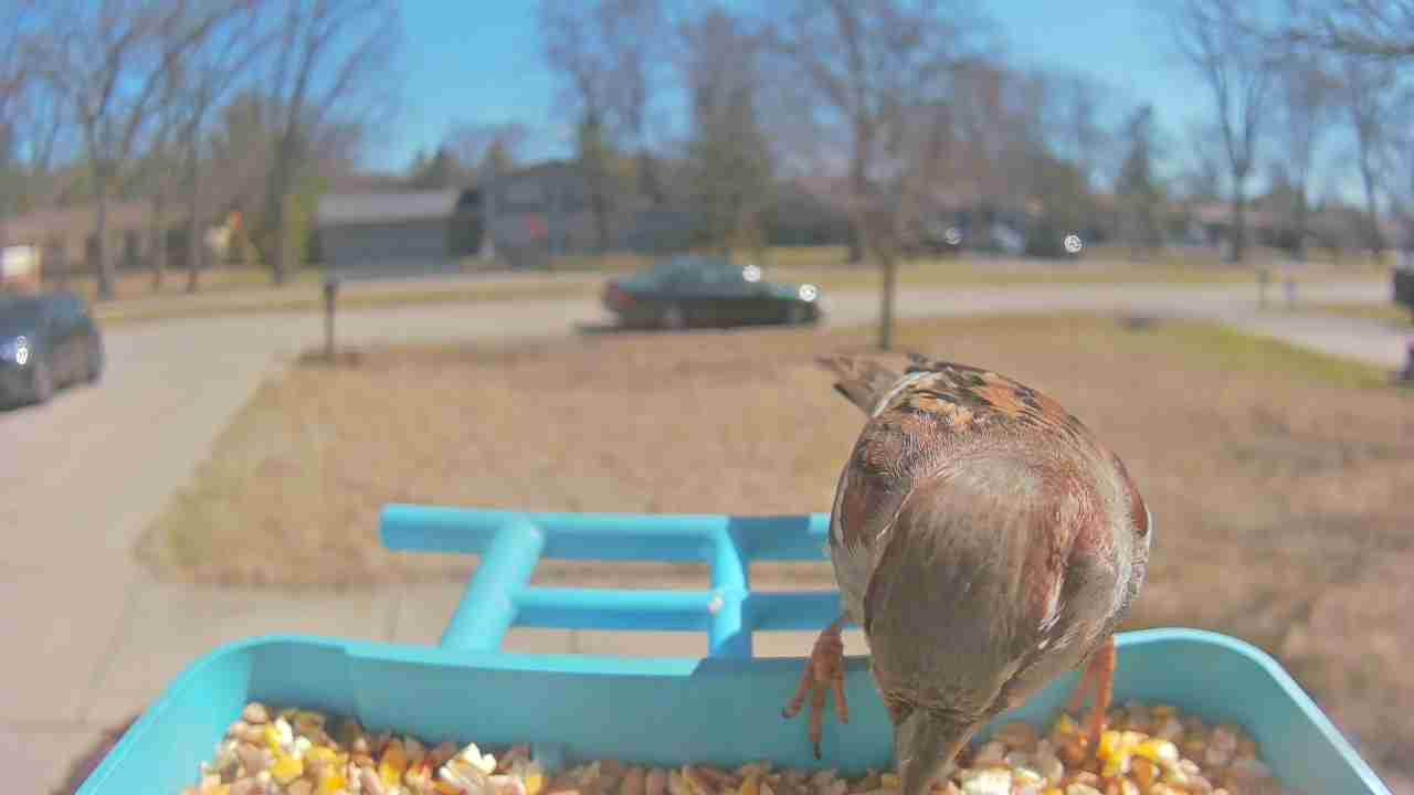 Bird at feeder
