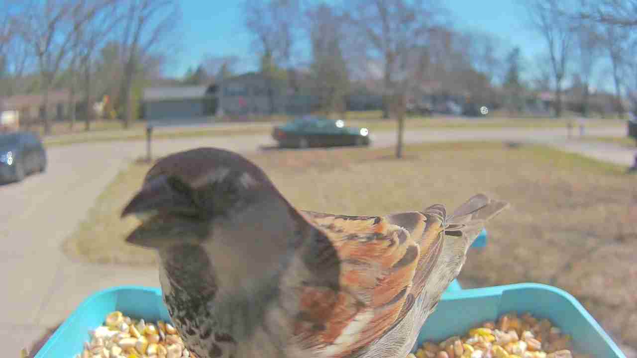 Bird at feeder