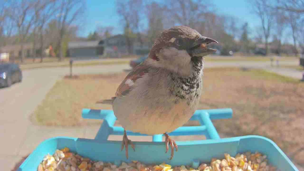 Bird at feeder
