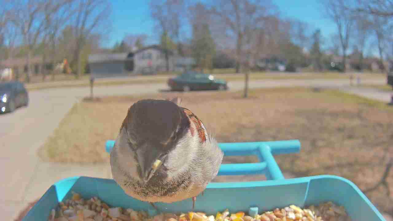 Bird at feeder