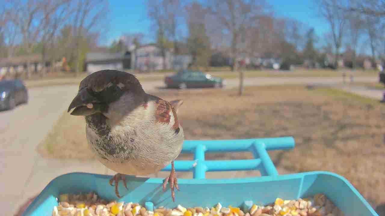 Bird at feeder