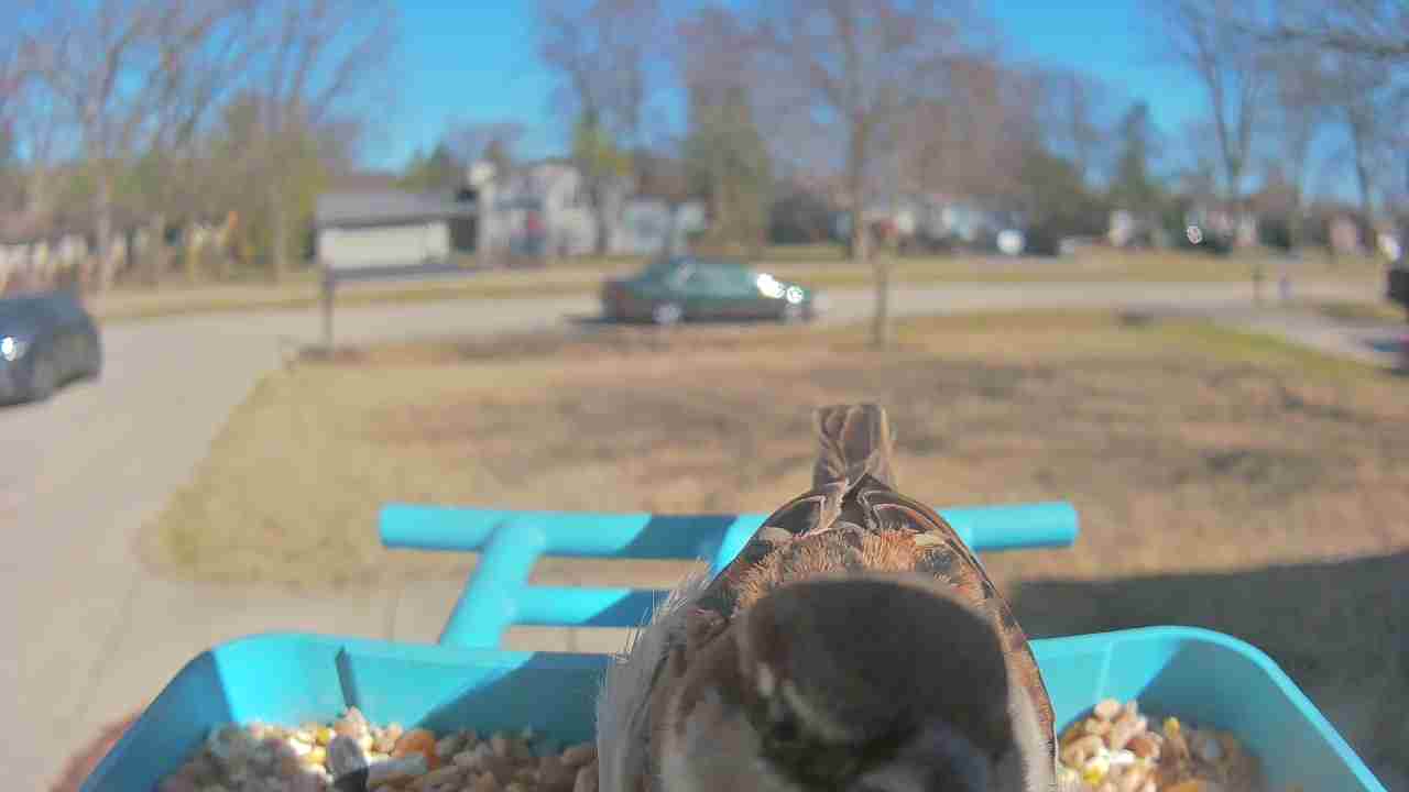 Bird at feeder