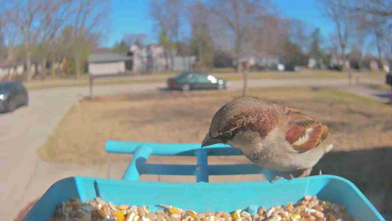 Bird at feeder