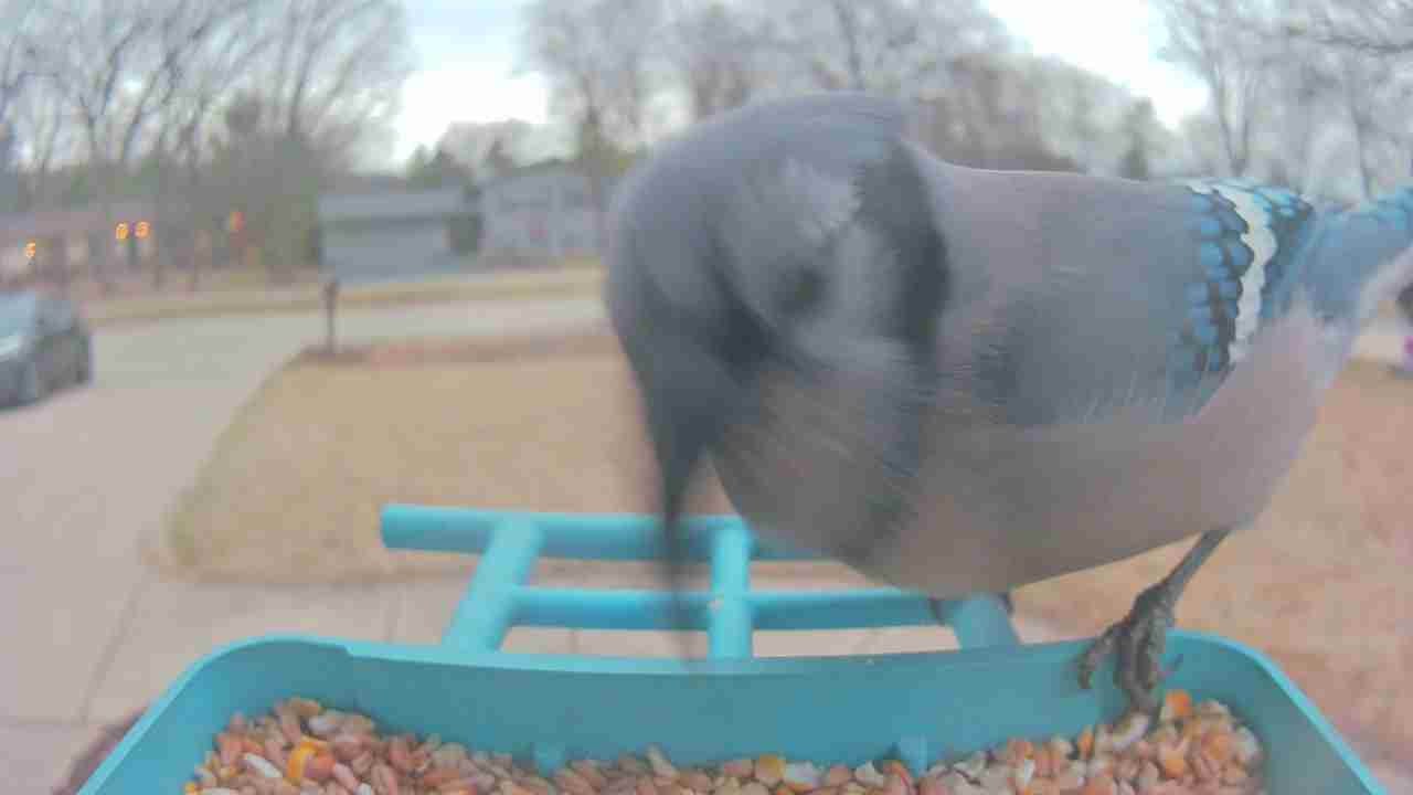Bird at feeder