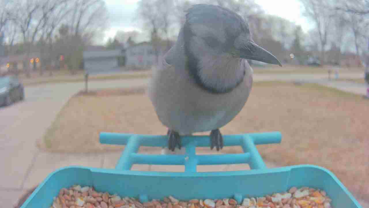 Bird at feeder