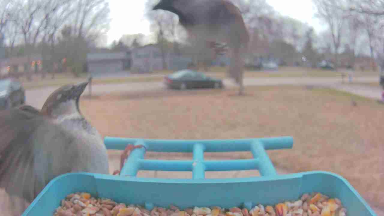 Bird at feeder