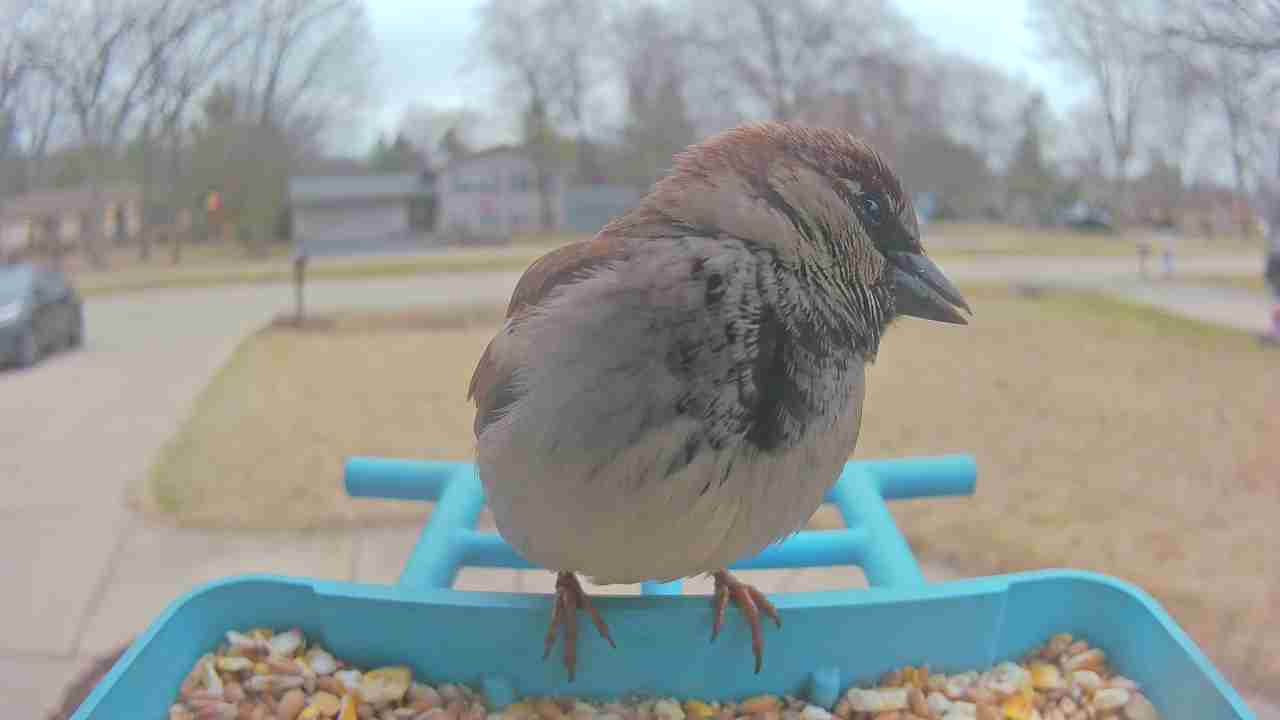 Bird at feeder