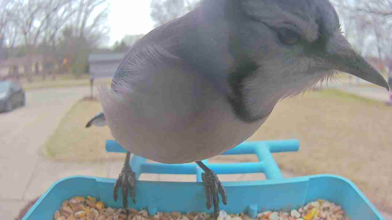 Bird at feeder