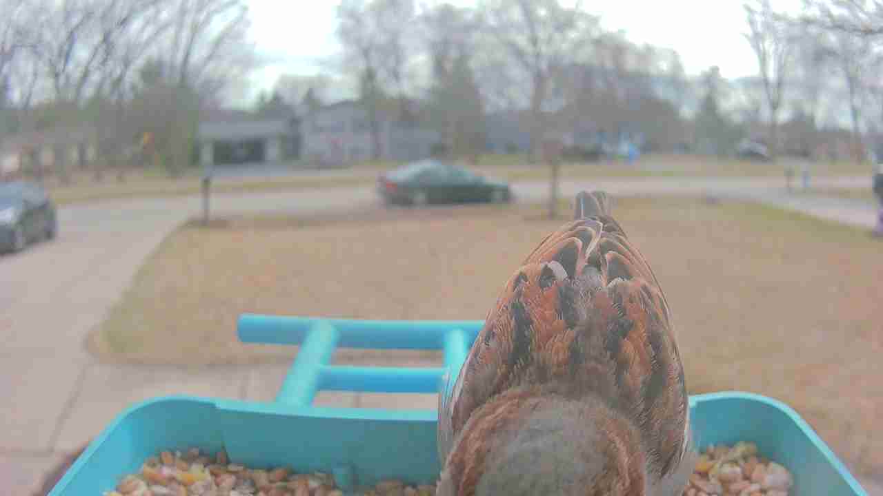 Bird at feeder