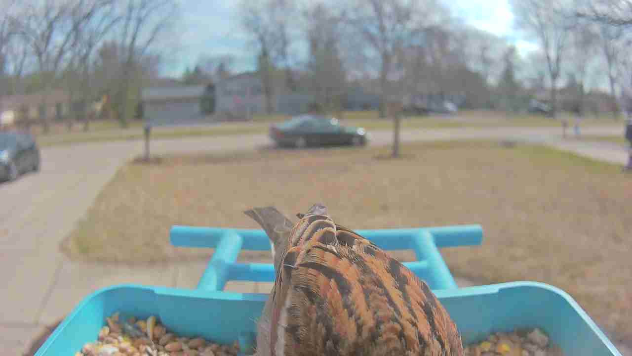 Bird at feeder