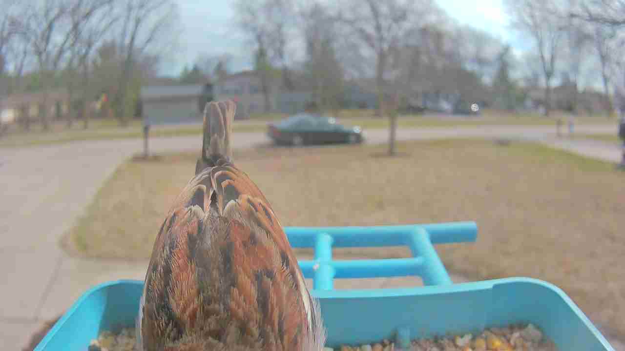 Bird at feeder