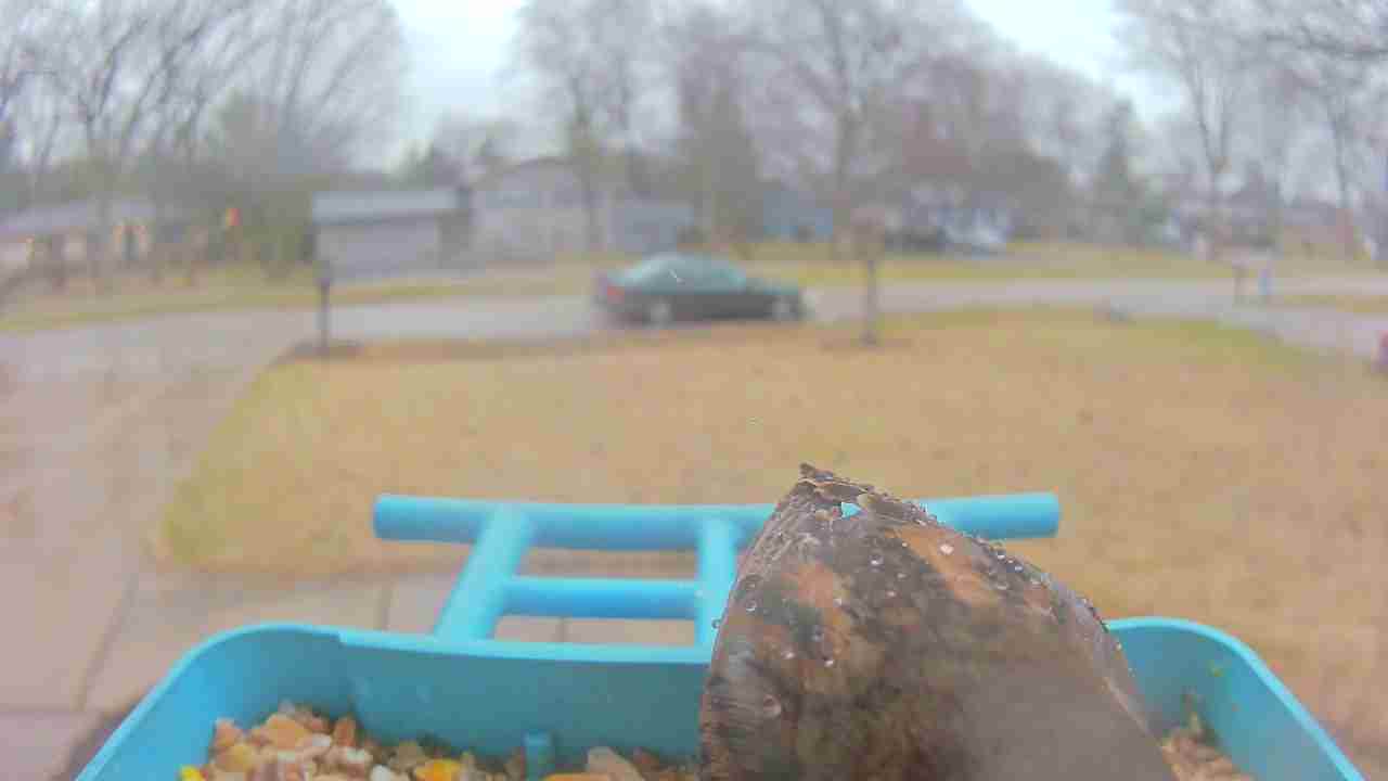 Bird at feeder