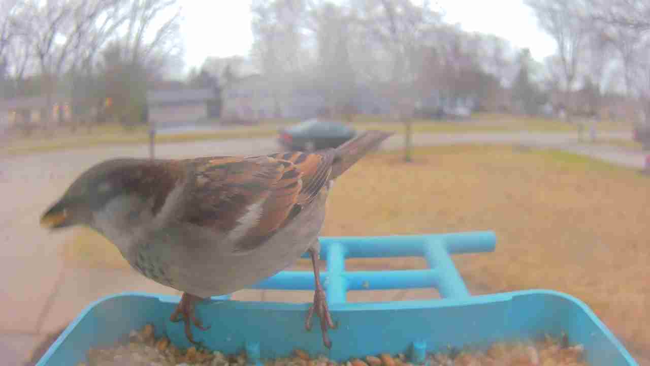 Bird at feeder