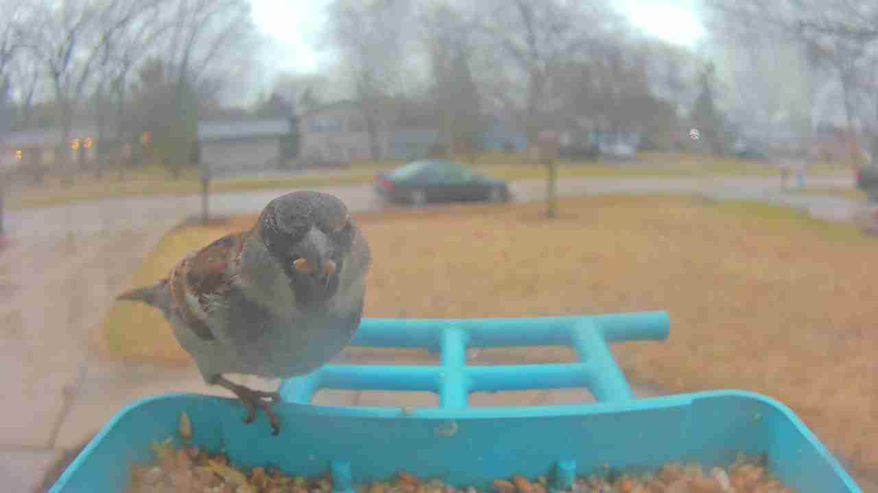Bird at feeder