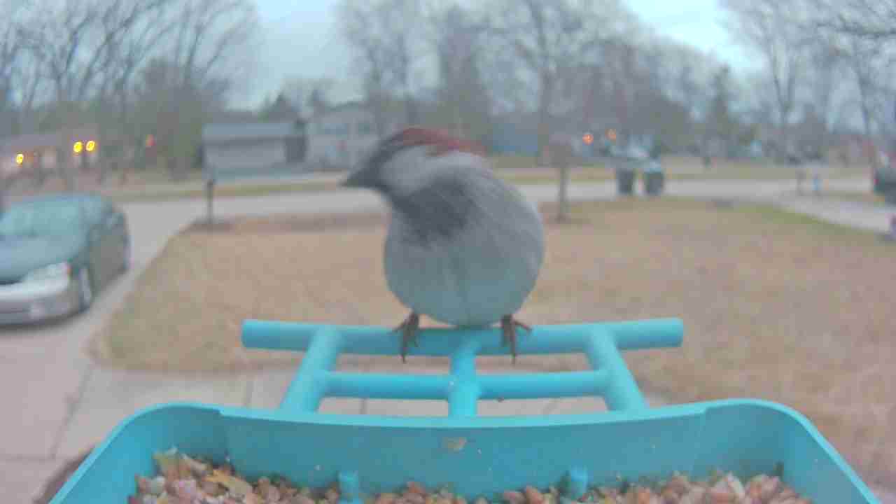 Bird at feeder