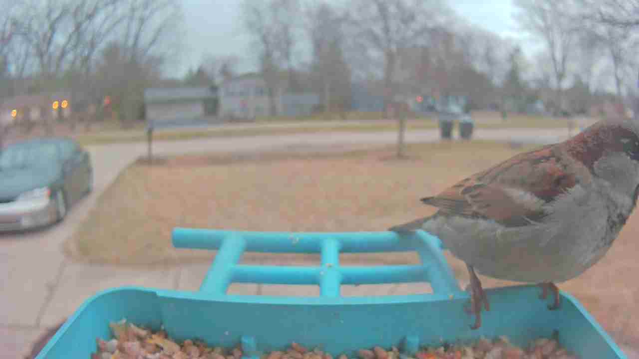 Bird at feeder