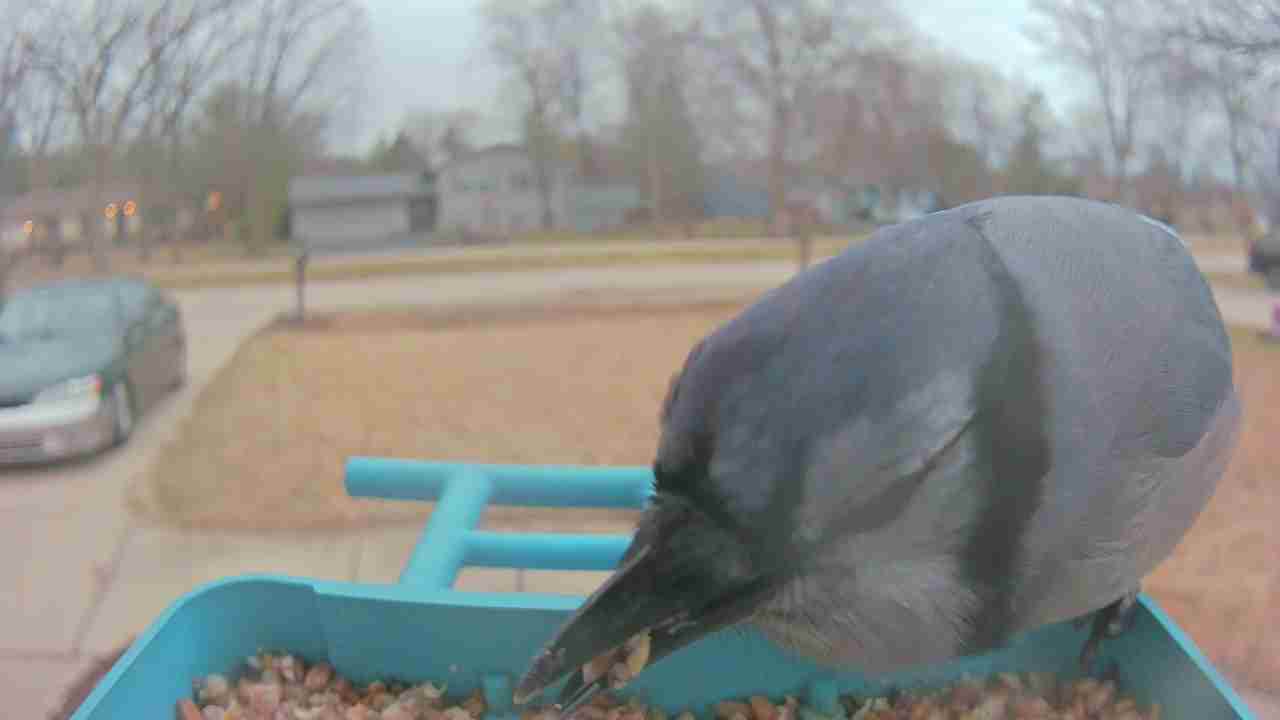 Bird at feeder