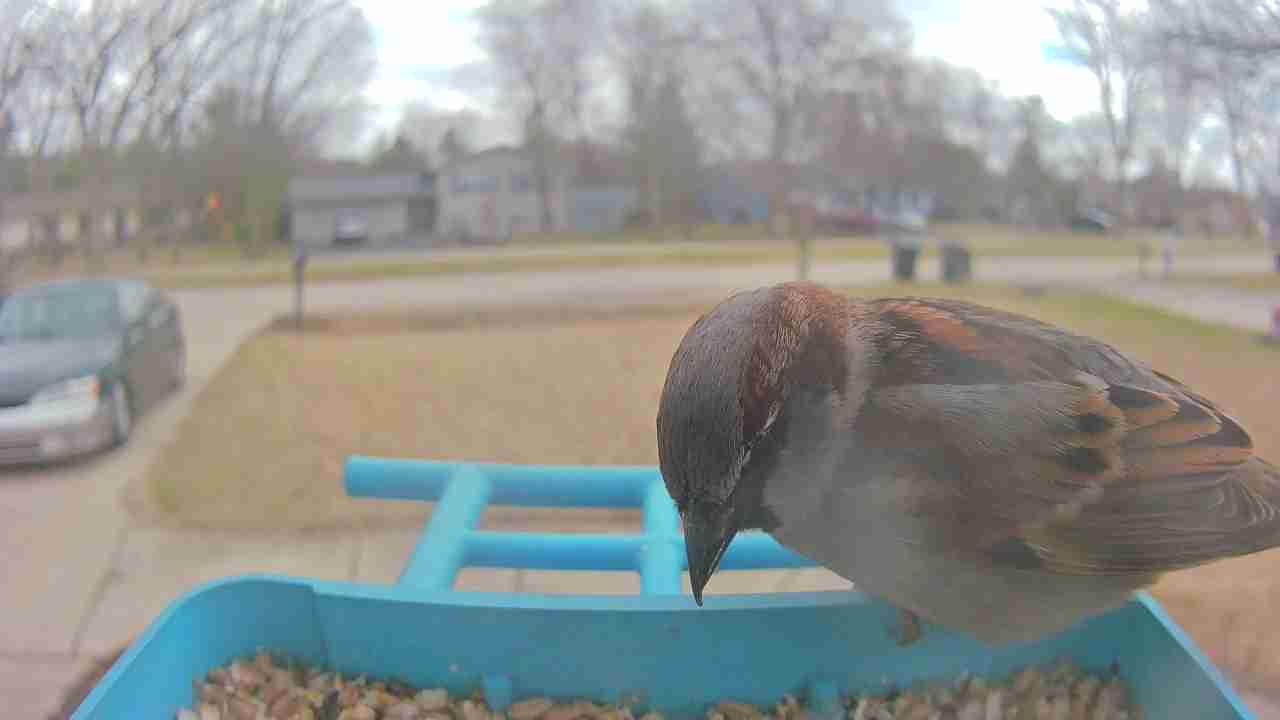 Bird at feeder