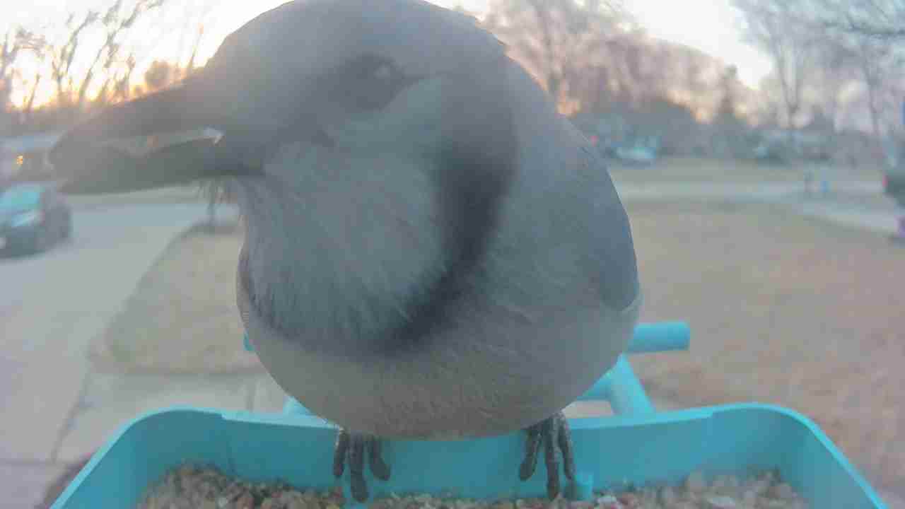 Bird at feeder