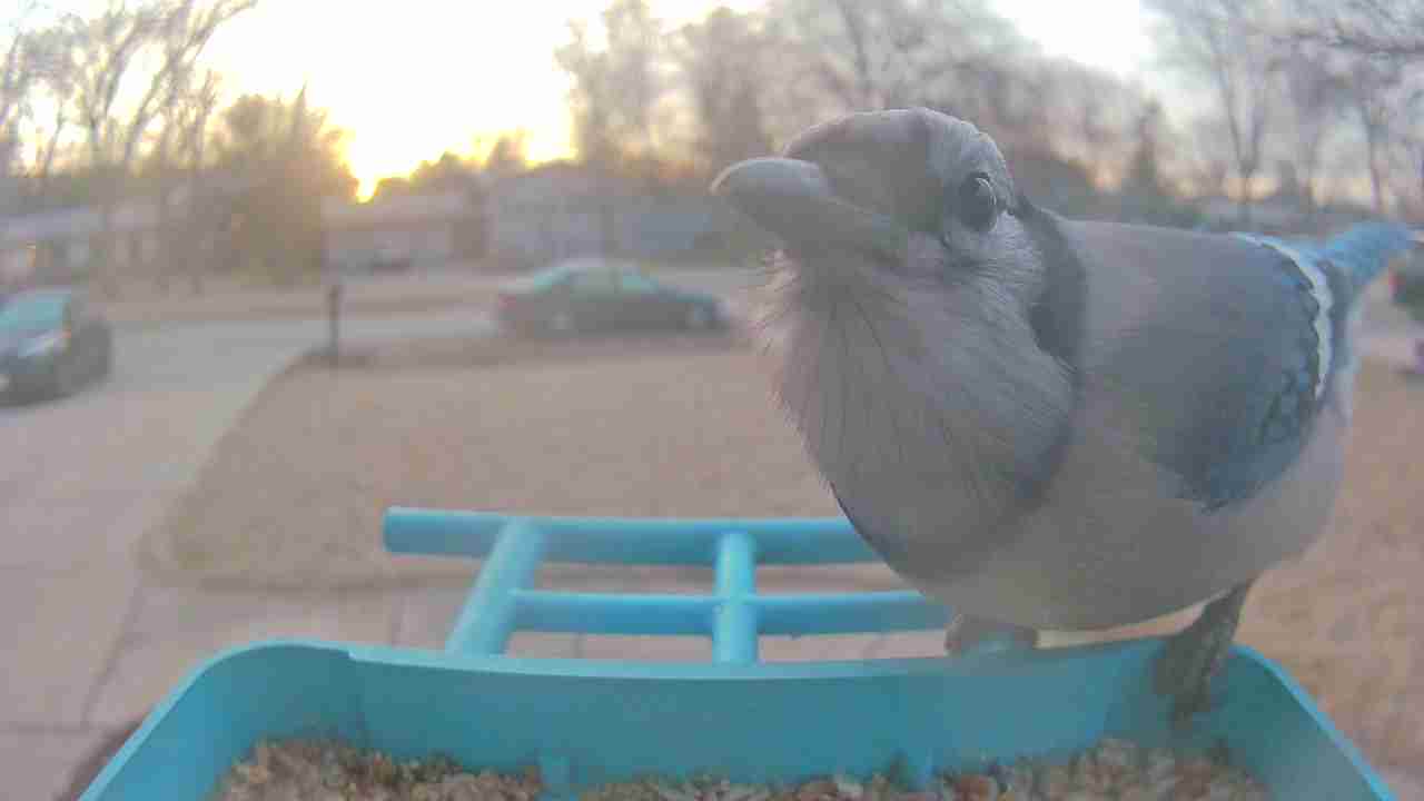 Bird at feeder