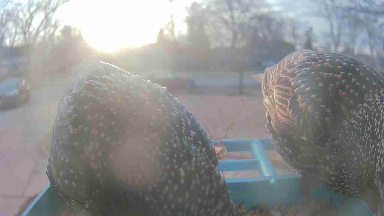 Bird at feeder