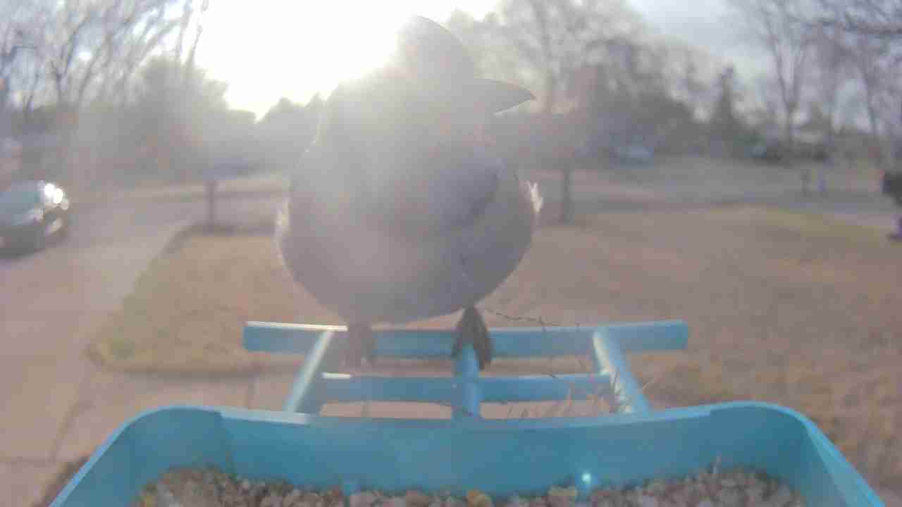 Bird at feeder