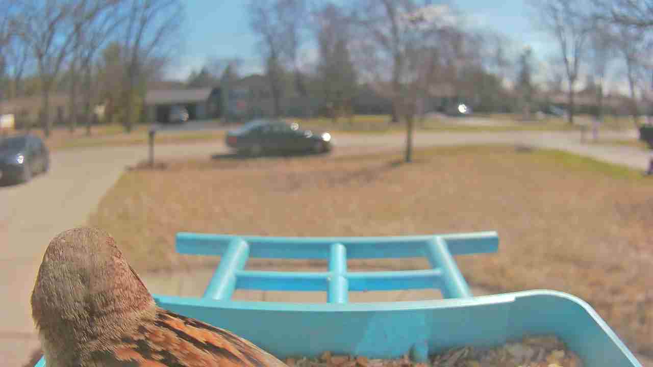 Bird at feeder