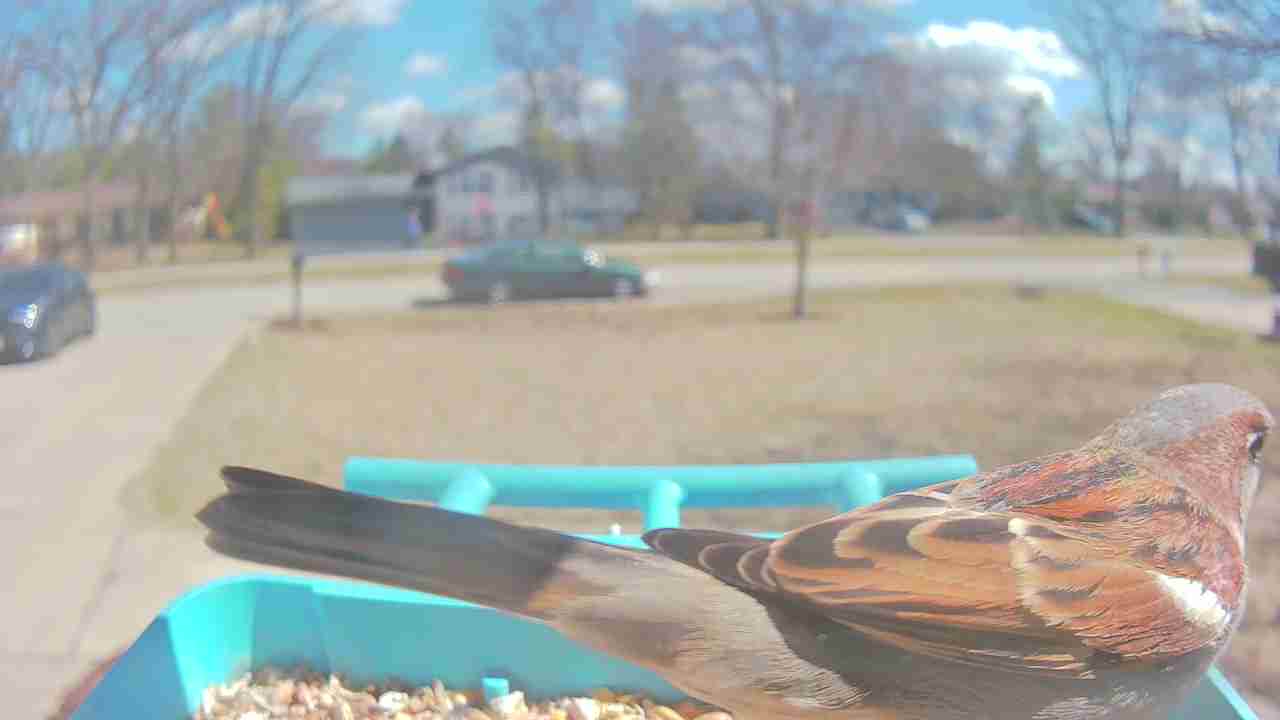 Bird at feeder