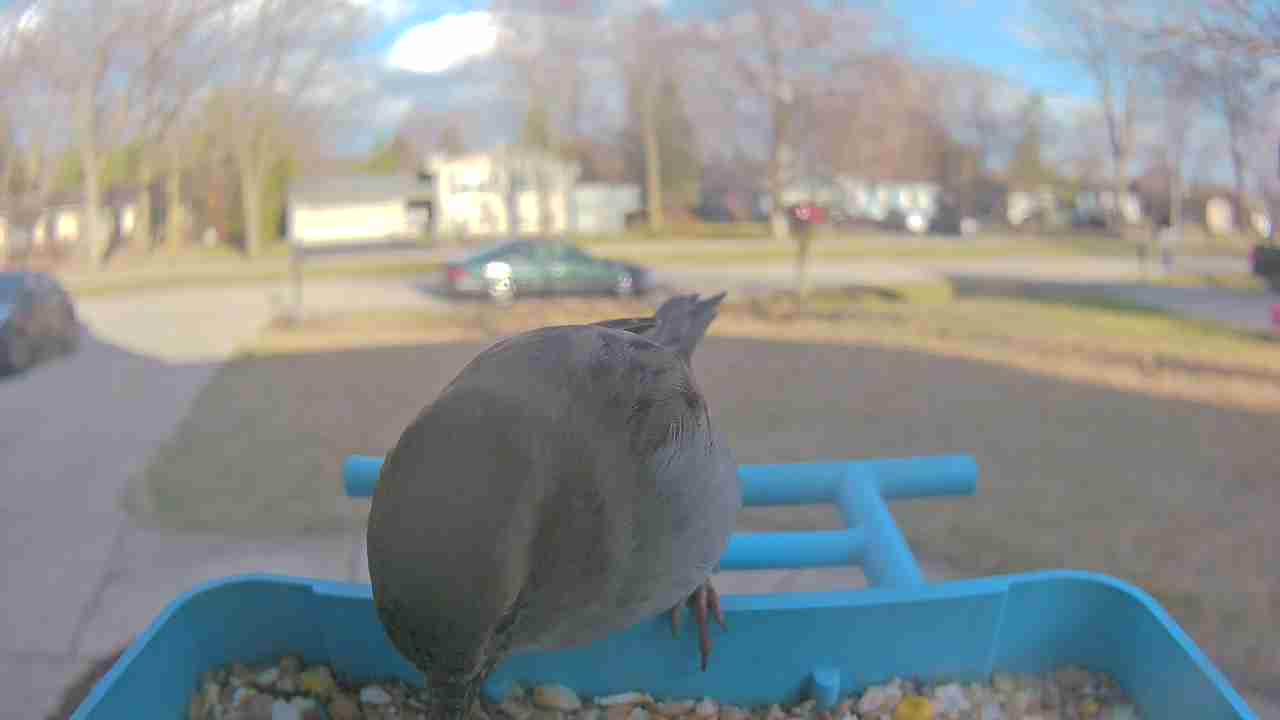 Bird at feeder