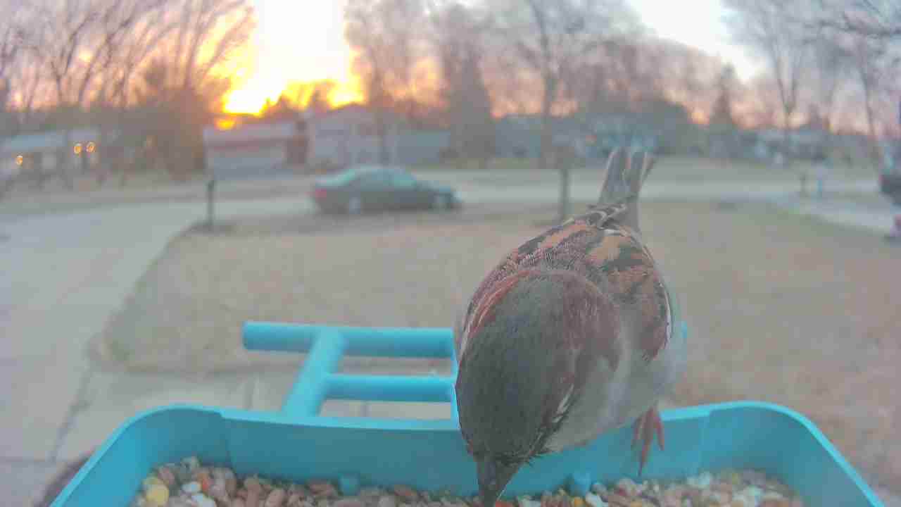 Bird at feeder