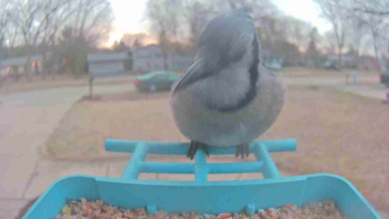 Bird at feeder