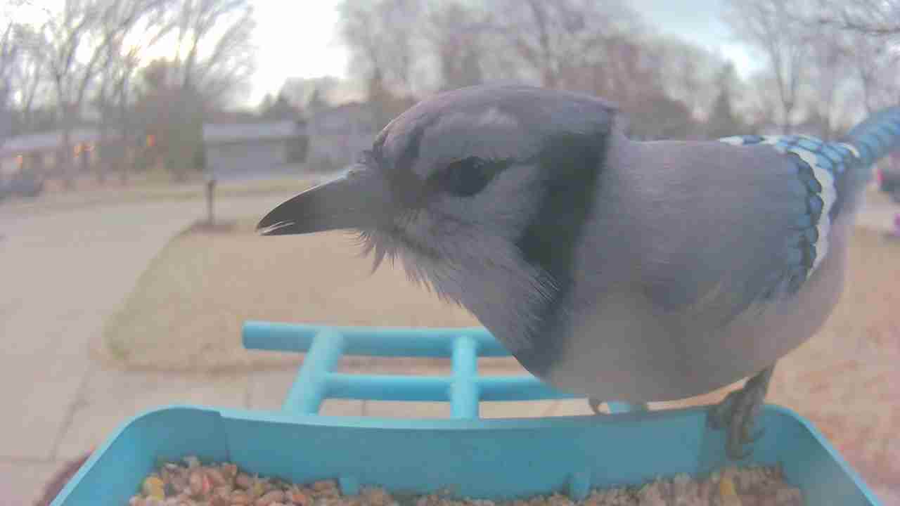 Bird at feeder