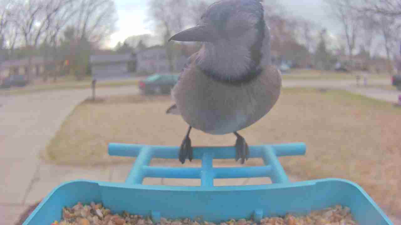 Bird at feeder
