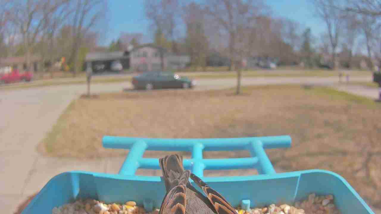 Bird at feeder